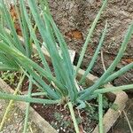 Allium barthianum Leaf