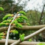 Metasequoia glyptostroboides Hoja