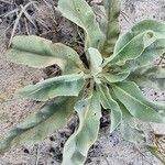 Verbascum niveum List