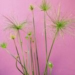 Cyperus haspan Rinde