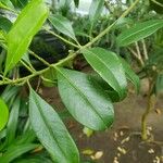 Ilex paraguariensis Leht