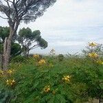 Caesalpinia gilliesii Květ