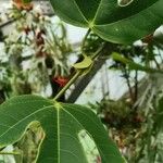 Passiflora racemosa Hoja