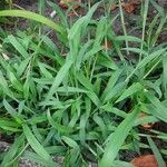 Digitaria sanguinalis Хабит