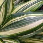 Dracaena fragrans Leaf