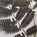 Pseudopiptadenia psilostachya Diğer