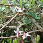 Vaccinium oxycoccos عادت داشتن