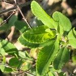 Salvia × jamensis Leaf