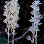 Cephalanthera austiniae Flower