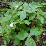 Podophyllum hexandrum Leht