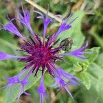 Centaurea triumfettiiBlodyn