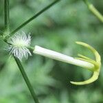 Rytidostylis gracilis Fruto