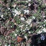 Cotoneaster microphyllus花