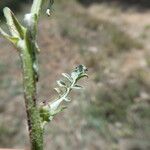 Valeriana discoidea Folha