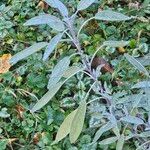 Salvia officinalis Blad