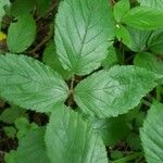 Rubus adscitus Folha