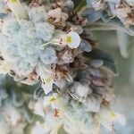 Teucrium capitatum 花