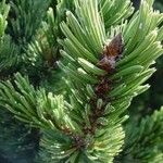 Pinus aristata पत्ता