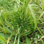 Lilium pyrenaicum Blatt