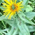 Inula salicina Квітка