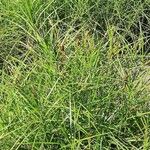 Carex muskingumensis 葉