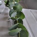 Eucalyptus pulverulenta Folha
