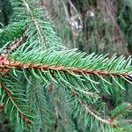 Picea abies List