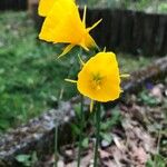 Narcissus bulbocodium Blodyn