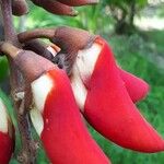 Erythrina variegata Kukka