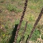 Digitalis ferruginea Fruchs