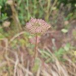 Daucus pusillus Flower