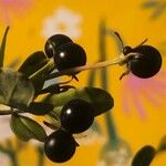 Jasminum fruticans Gyümölcs