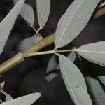 Desmodium cajanifolium Leaf