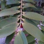 Agathis lanceolata Leaf