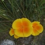 Eschscholzia caespitosa 花