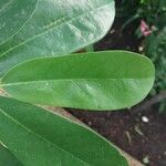 Annona muricata Leaf