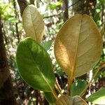 Endiandra sebertii Leaf