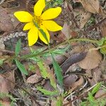 Bidens aristosa Leaf