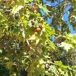 Platanus occidentalis Blad