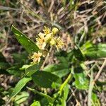 Boscia mossambicensis Flor