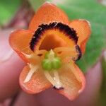 Tropaeolum emarginatum Flor