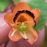 Tropaeolum emarginatum