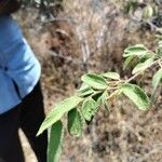 Grewia hirsuta Hoja
