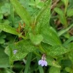 Lindernia dubia Blomma