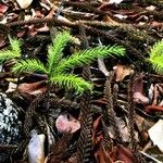 Araucaria nemorosa ᱛᱟᱦᱮᱸ