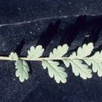 Phacelia ciliata Levél