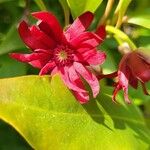 Illicium floridanum Flower