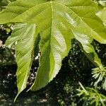 Morus alba Hoja