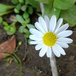 Bellium bellidioides Blomma