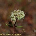 Chaetonychia cymosa Blüte